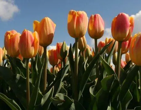 Strandslag 207 Aan Zee